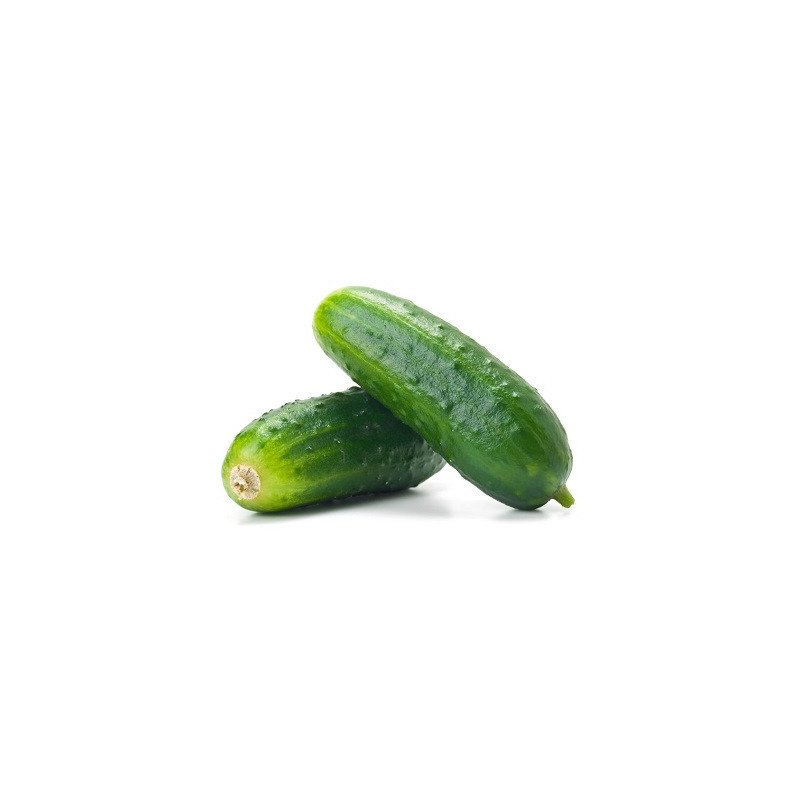 CASTRAVETI CORNISON SAC~25KG-CETRIOLI VERDI