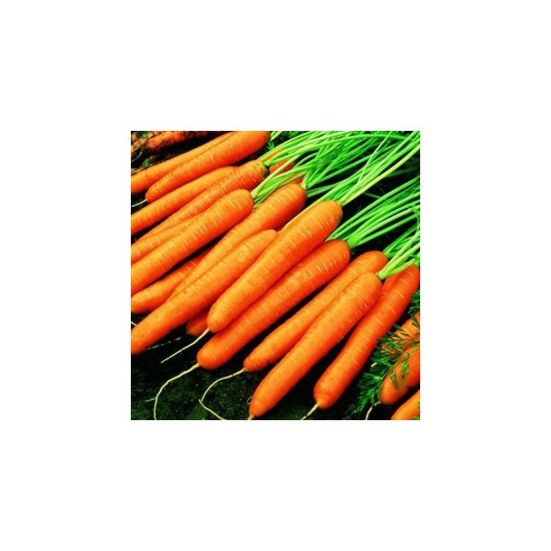 MORCOV SAC 10KG-CAROTA