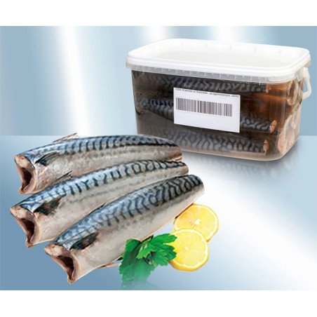 MACROU EVISCERAT ,FARA CAP SI COADA  C.-SGOMBRO